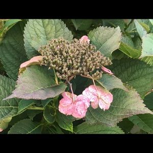 Meet your Posher, Malak